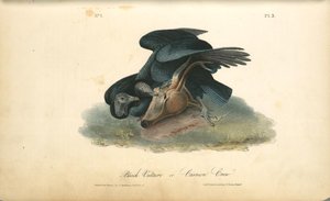 Black Vulture Or Carrion Crow — John James Audubon