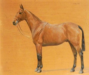 'halse', A Chestnut Hunter — Florence Mabel Hollams