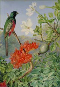 Two Flowering Shrubs Of Natal And A Trogon — Marianne North