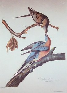 Passenger Pigeon — Robert Havell
