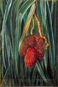 Foliage And Fruit Of A Small Screw Pine, Java — Marianne North