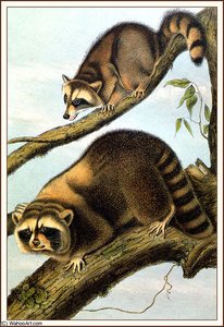 Racoon — John James Audubon