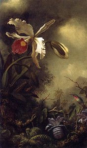 White Orchid And Hummingbird — Martin Johnson Heade