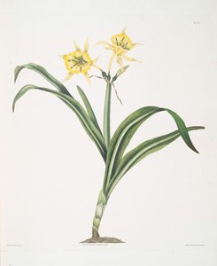 Pancratium Amancaes — Robert Havell