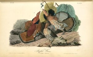 Ruffed Grouse. 1. 2. Males. 3. Females — John James Audubon