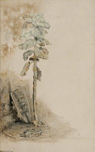 A Cabbage Stalk — Richard Goldie Crawford