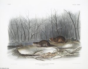 Arvicola Richardsonii, Richardson's Meadow Mouse. Natural Size — John James Audubon