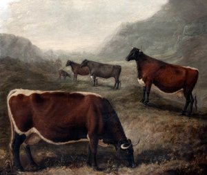 Five Glamorgan Cattle