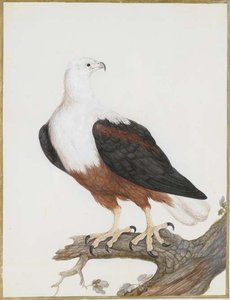 Pygargue Vocifère (haliaeetus Vocifer)