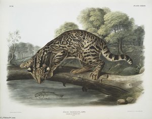 Felis Pardalis, Ocelot, Or Leopard-cat — John James Audubon