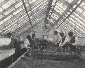 Agriculture. Plant Life Propagating — Frances Benjamin Johnston