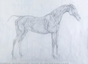 Horse Study (after George Stubbs, Anatomy Of The Horse) — Clara Elizabeth Drummond