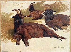 Chèvres couchées