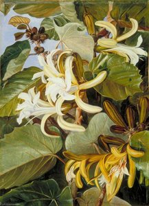 Foliage And Flowers Of An Indian Forest Tree Of Great Beauty — Marianne North, Naturalist Painting