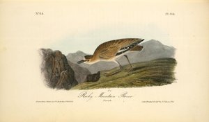 Rocky Mountain Plover. Female — John James Audubon