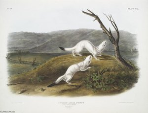 Putorius Agilis, Little Nimble Weasel. Male ^ Female. Natural Size. Winter Pelage — John James Audubon