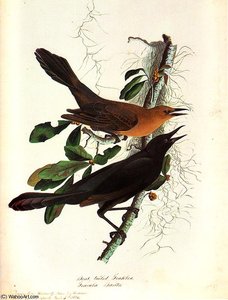 Boat - Tailed Grackle Bonnet Carres Church, January 4 - — John James Audubon