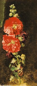 A Stockrose