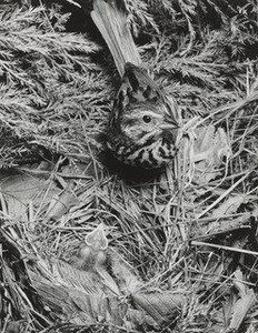 Song Sparrow — Eliot Porter