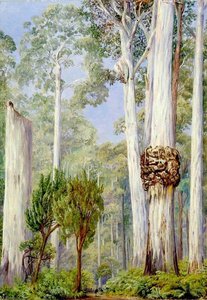 Karri Gums Near The Warren River, West Australia — Marianne North