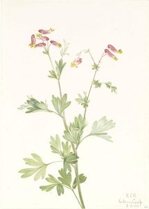 Pink Fumeroot (Capnoides sempervirens)