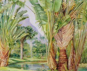 Study Of The Traveller's Tree Of Madagascar In The Botanic Garden Of Rio, Brazil — Marianne North