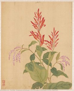 Canna And Red Knotweed, From The Flowers Of The Twelve Months: September — Yun Bing