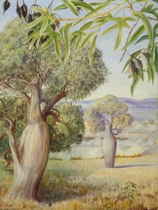 The Bottle Tree Of Queensland — Marianne North, Victorian Botanical Painting