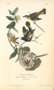 American Redstart, 1. Male, 2. Female. (virginian Hornbeam Or Iron-wood Tree.) — John James Audubon