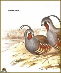 Colin Des Montagnes — John Gould