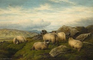 Sheep — Charles Jones
