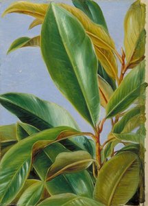 Foliage Of The Gutta Percha — Marianne North, Academic Botanical Illustration