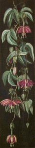 Exotic Flowering Plant On A Black Background — Marianne North