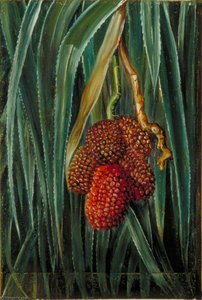 Foliage And Fruit Of A Small Screw Pine, Java — Marianne North