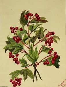 Grouseberry (viburnum Americanum) — Mary Morris Vaux Walcott