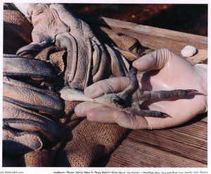 Researchers, Exploring Strategies For Managing Black Vulture Populations, Prepare To Draw Blood From A Captured Black Vulture. National Wildlife Research Center. Gainesville, Florida — Joann Brennan