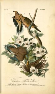 Carolina Turtle Dove. 1. Males. 2. Females. (white Flowered Stuartia. Sruartia Malacodendron) — John James Audubon