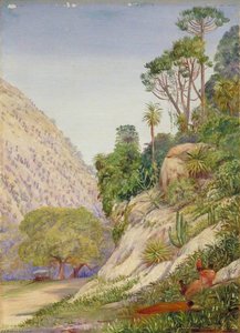 View With Aloes And Euphorbia Near Grahamstown — Marianne North