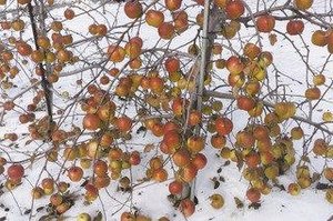Apples — Richard Benson