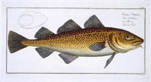 Cod (gadus Morhua) Plate Lxiv From 'ichthyologie, Ou Histoire Naturelle Generale Et Particuliere Des