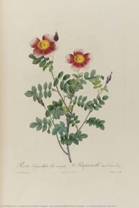 Rosa Pimpinellifolia Flore Variegato | La Pimprenelle Aux Cent-ecus — Eustache-hyacinthe Langlois