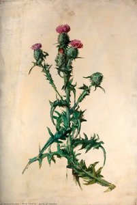 Study of Thistles