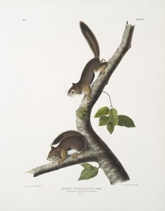 Sciurus Richardsonii, Richardson's Columbian Squirrel. Natural Size. Male ^ Female — John James Audubon