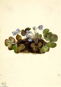 Hepatica (hepatica Americana) — Mary Vaux Walcott