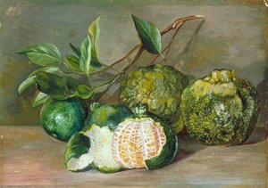 Loose Skinned Orange Of Colombo, Ceylon — Marianne North