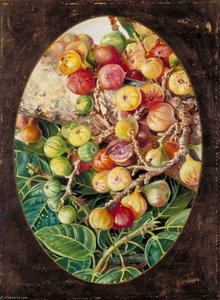 Foliage And Fruit Of Fig Tree Held Sacred By The Hindoos — Marianne North