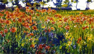 Poppies in France
