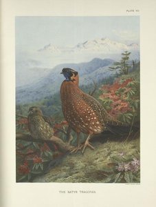 The Satyr Tragopan (tragopan Satyra) — Archibald Thorburn