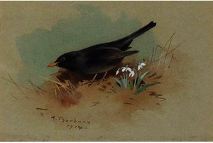 Blackbird — Archibald Thorburn