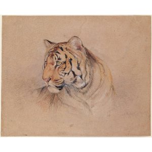 Tiger — John Frederick Lewis